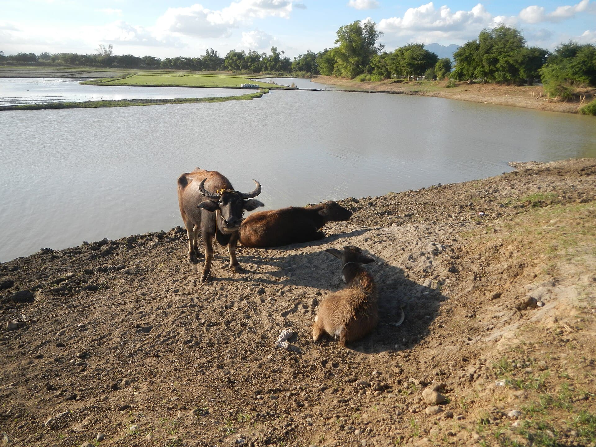 Pig-Tilapia Integrated Farm: Does the Manure-Fed Pond Actually Pay? (Philippines, 2026)