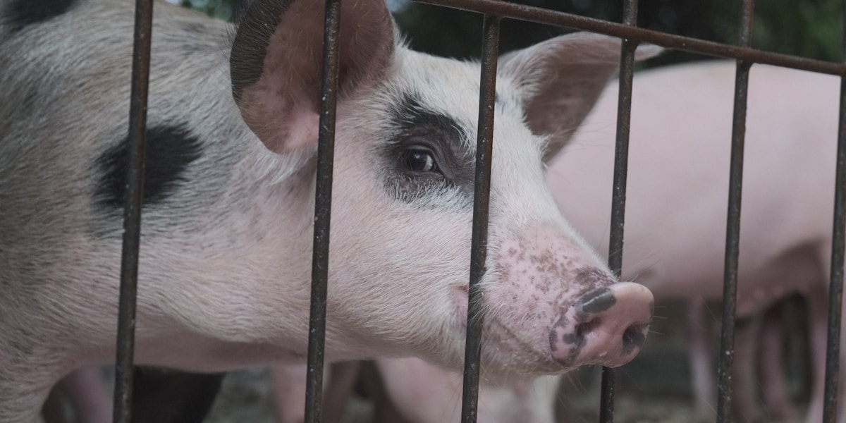 ASF Recovery Era: Biosecurity That Actually Works