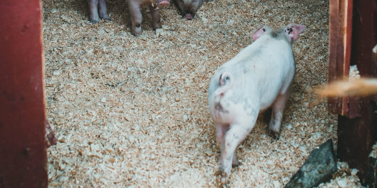 Odorless Pig Pens with Deep Litter (Korean Natural Farming for PH)