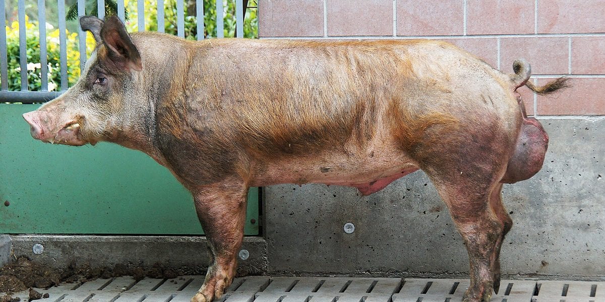 Artificial Insemination for Backyard Pigs: When to Skip the Boar