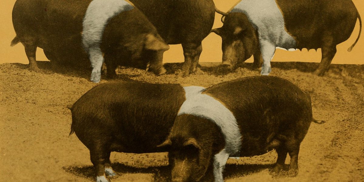 Duroc vs Hampshire Pig: Which Terminal Sire for Philippine Farms? (2026)