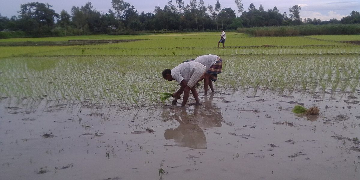 Managing a Pig Farm From Abroad (ASF, Workers, Oversight)