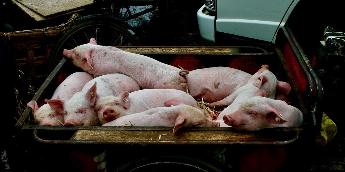 Pagpatambok sa Baboy: How to Fatten a Pig Fast