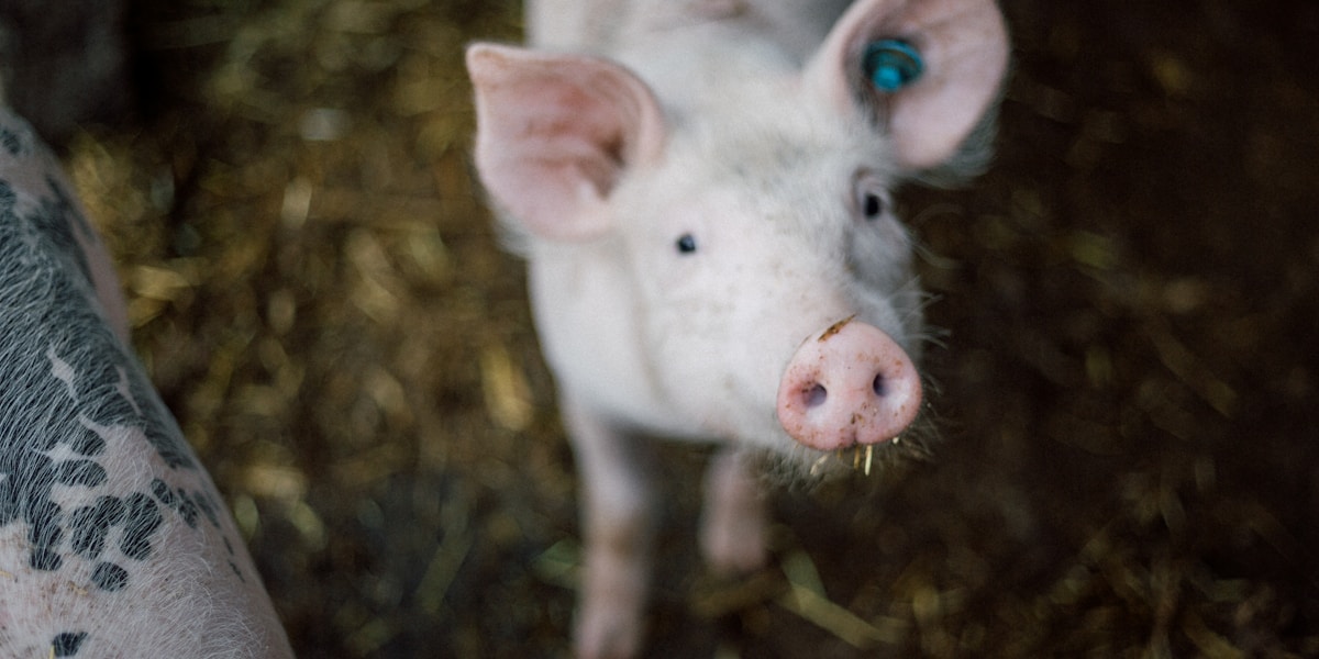 Pig Feed Consumption Chart by Weight (Starter to Finisher)