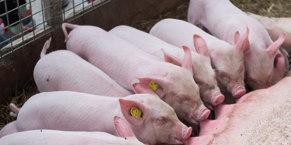 Pila Ka Beses Magpakan sa Baboy? How Often to Feed Pigs