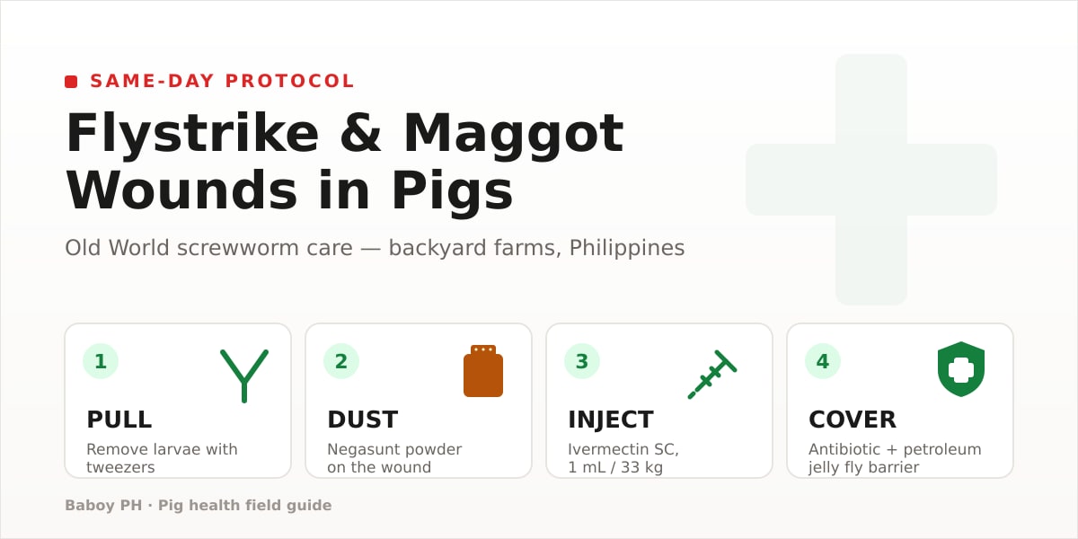 Maggot Wounds In Pigs: How To Clean And Stop The Flies