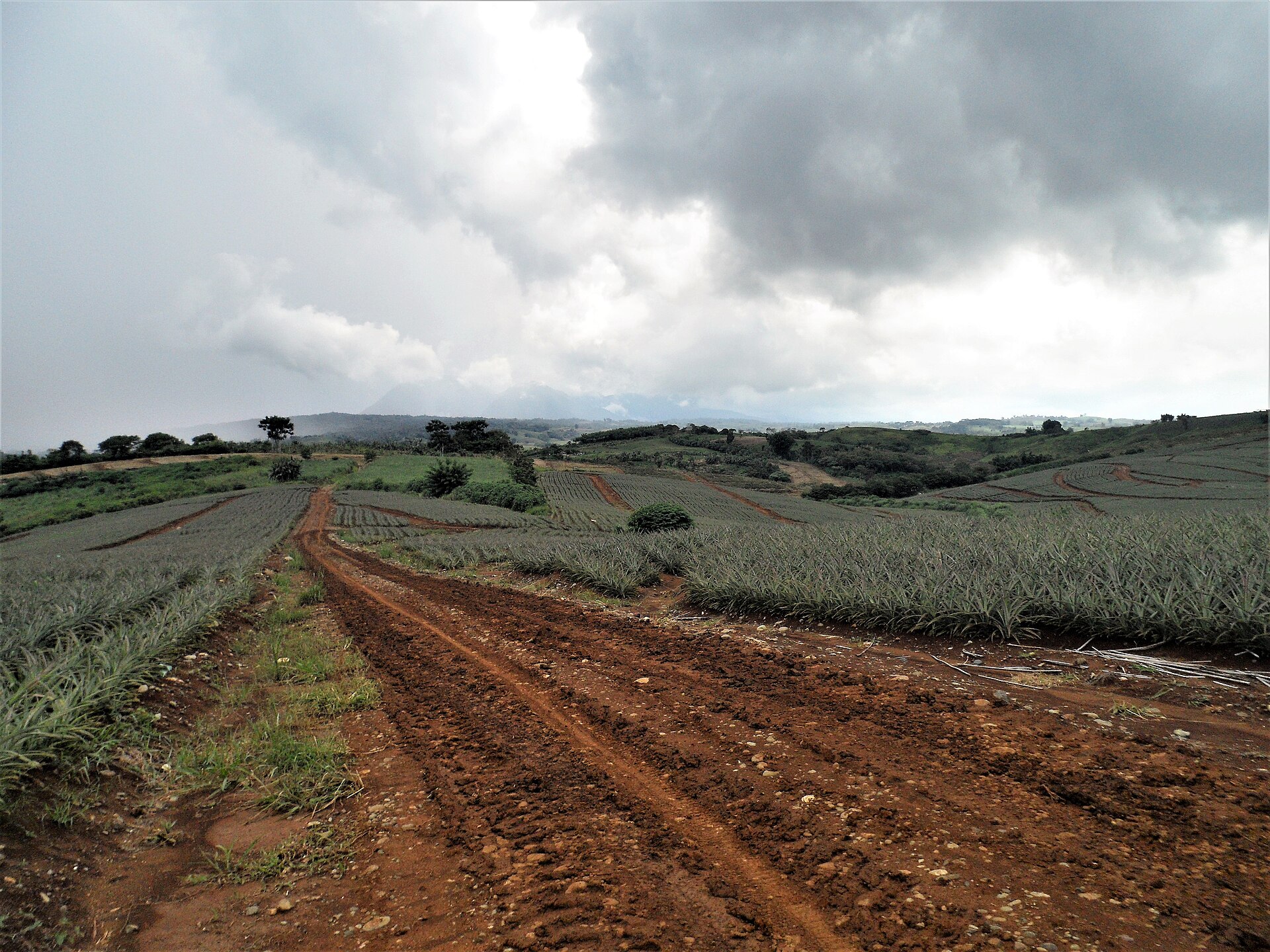 Typhoon Preparedness for a Piggery: The 72-Hour Plan