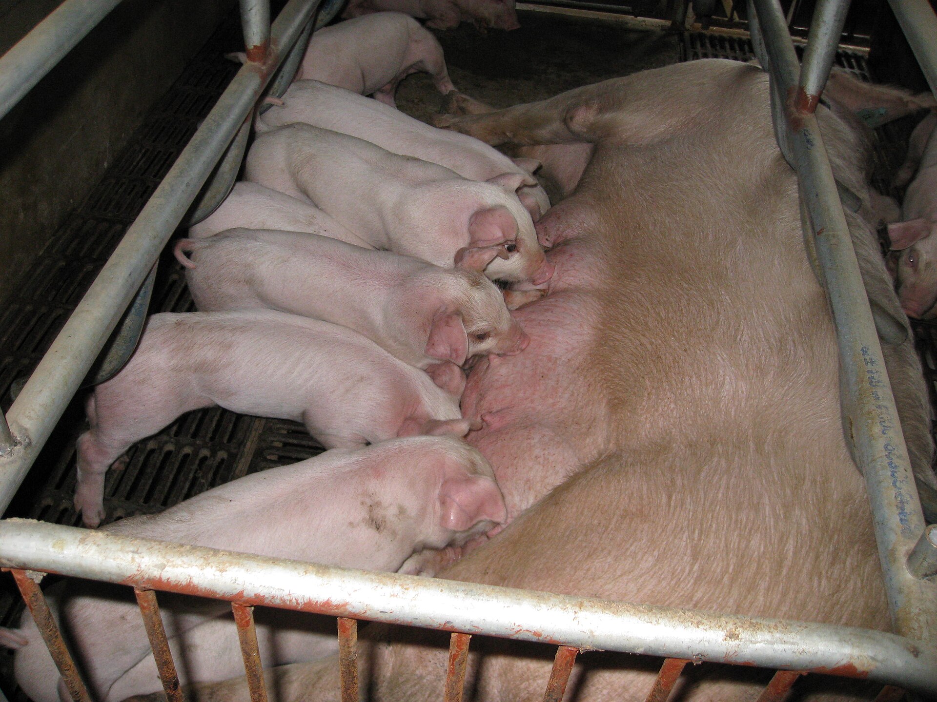 Feeding a Sow: Gestation and Lactation Costs, PH