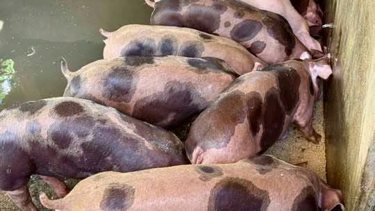 Crossbred finishers lined up in a narrow concrete pen