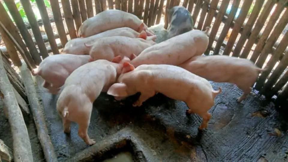 Growers crowding a trough in a bamboo pen