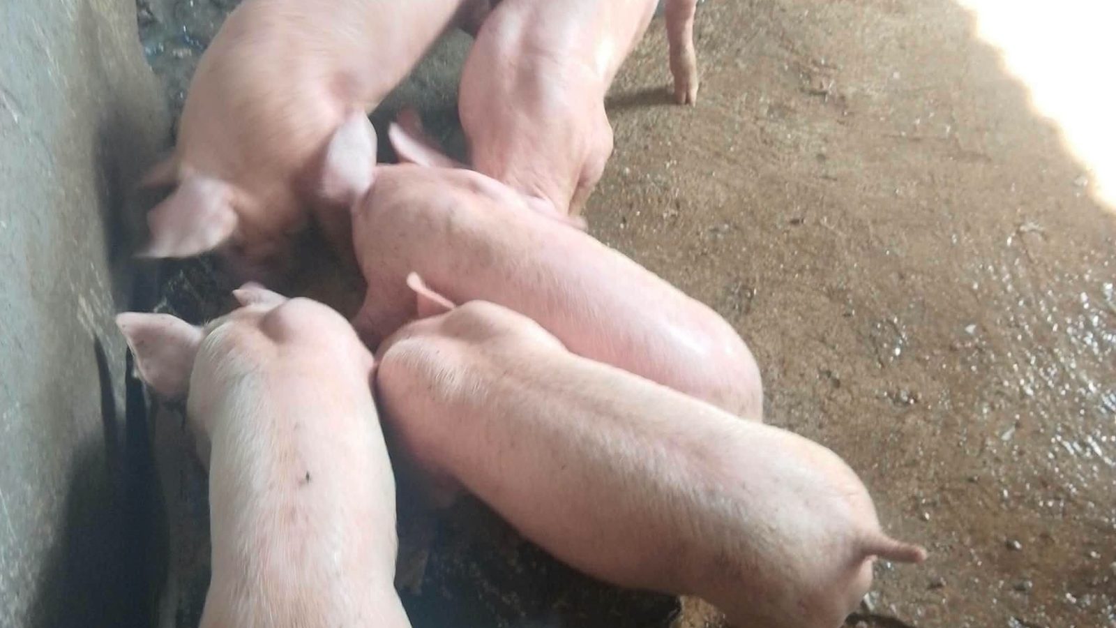Growers eating at a concrete feeding area