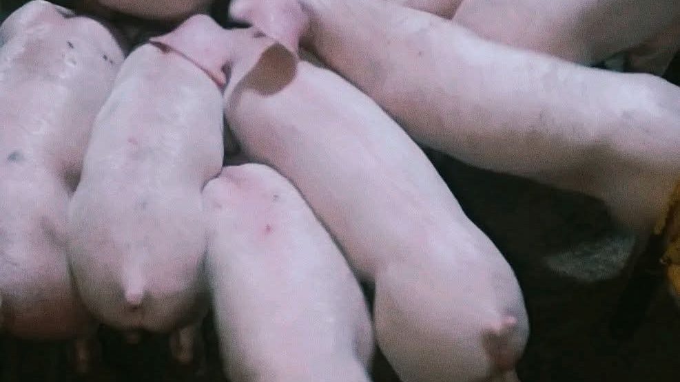 Growers huddled close together in a pen