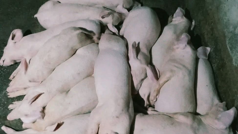 Growers lying stretched out together on a concrete pen floor