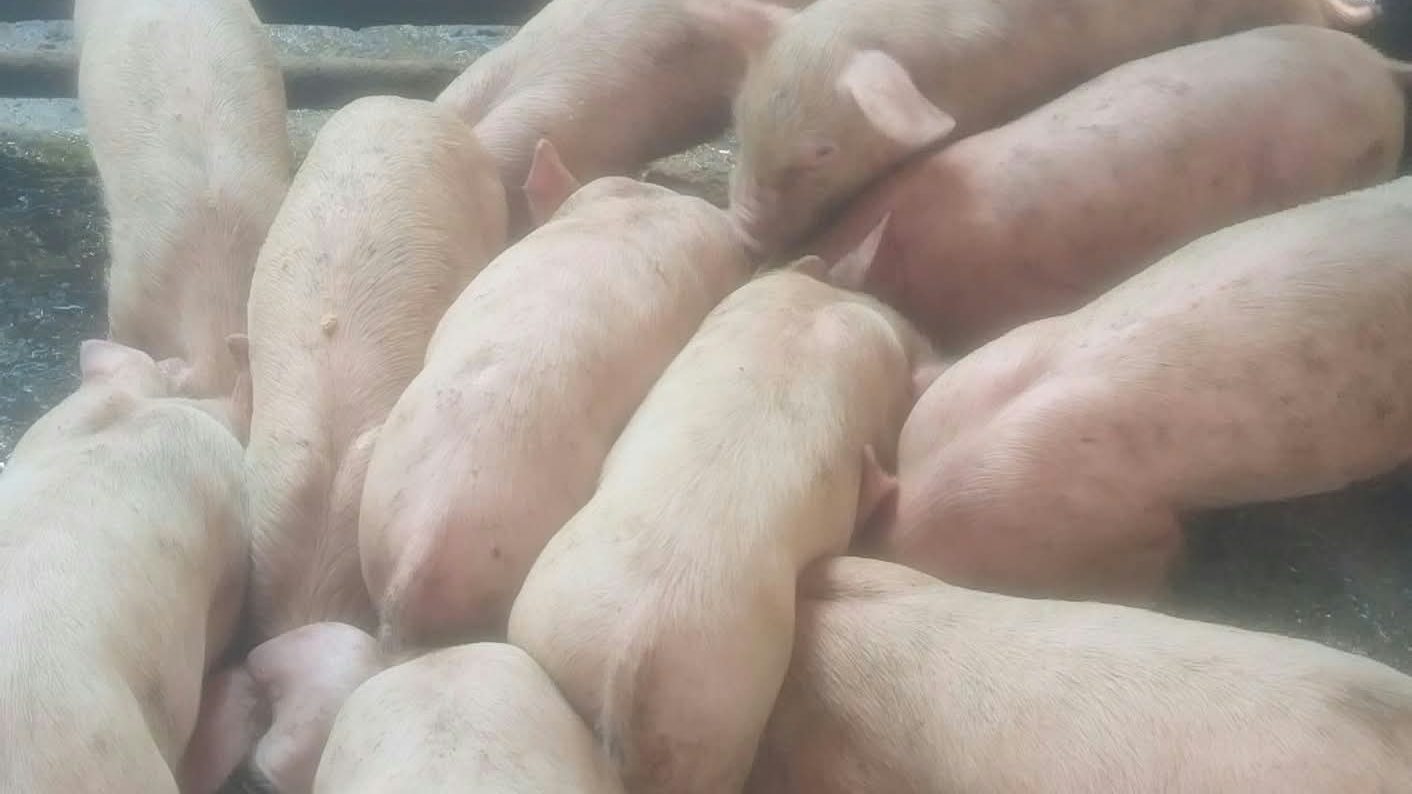 Growers packed around a trough, seen from above