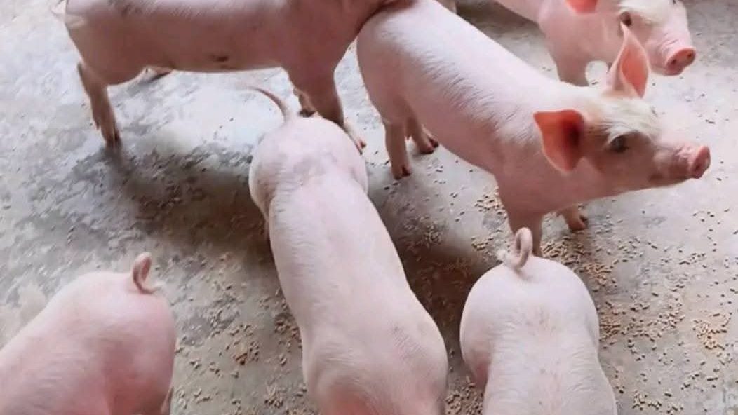 Pig Vaccination Schedule for Philippine Farmers