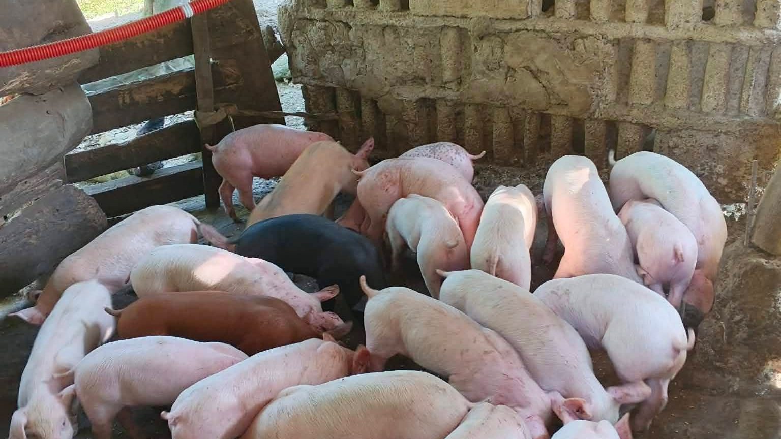 Weaners crowded in a hollow-block backyard pen