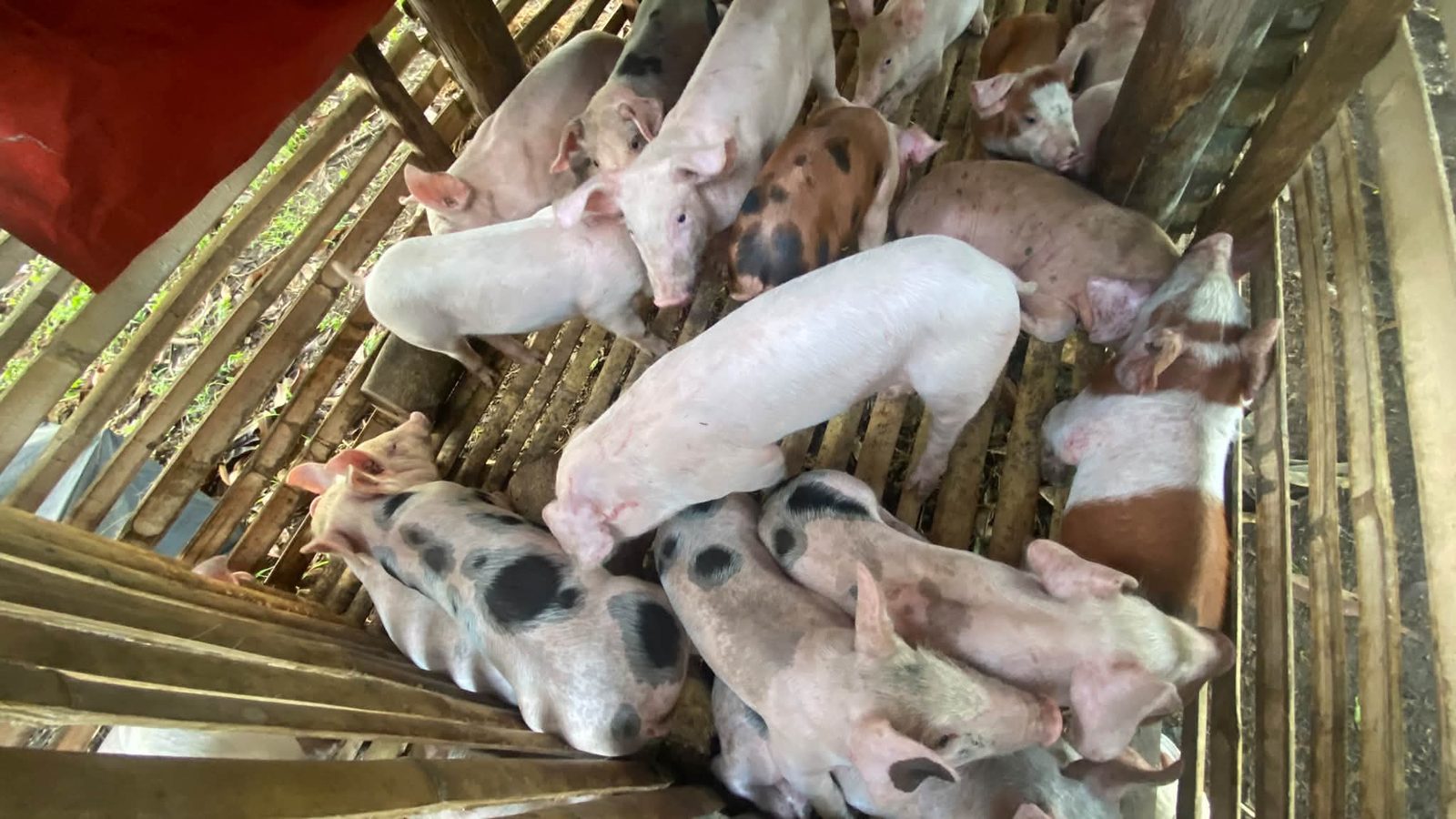 Mixed-colour crossbred weaners in a pen with bamboo slats