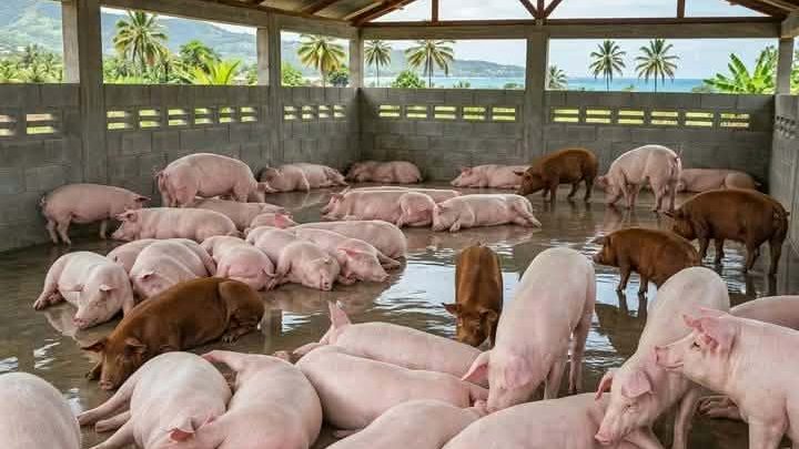 Pigs lying in shallow water in an open-sided pen near the coast