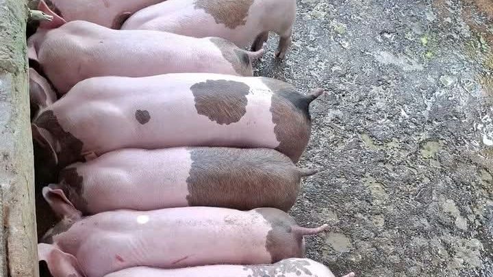 A row of pied finisher pigs lined up at a long trough