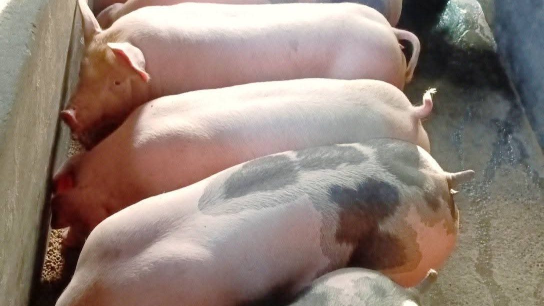 Pigs lined up shoulder to shoulder at a concrete trough