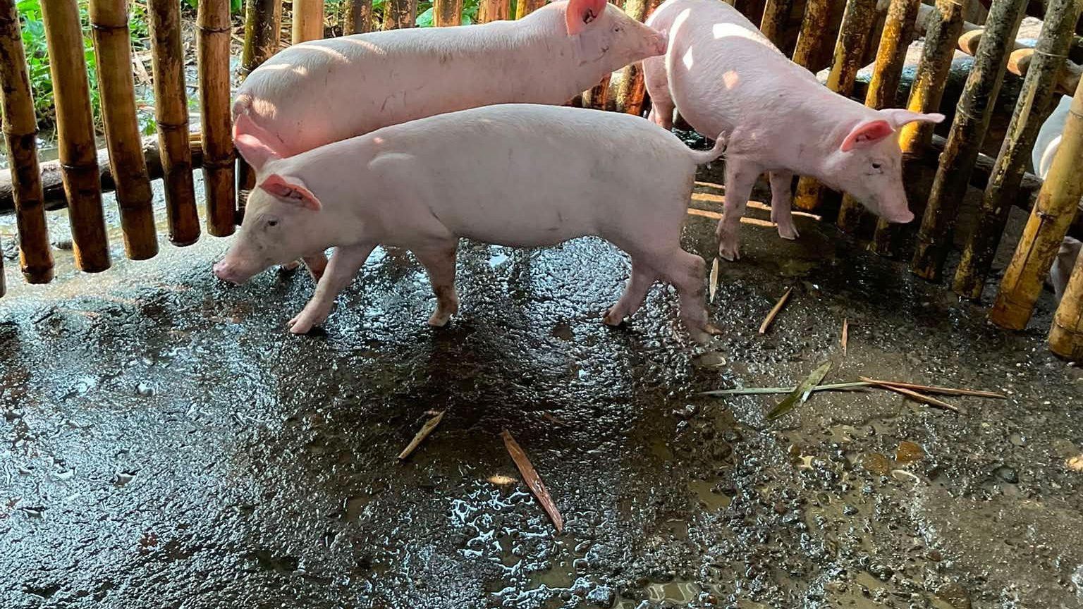 Pig Farming in Rainy Season: Mud, Disease & Feed Spoilage Fixes