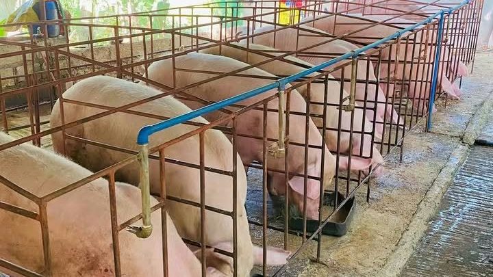 Sows in individual crates eating from a shared trough line