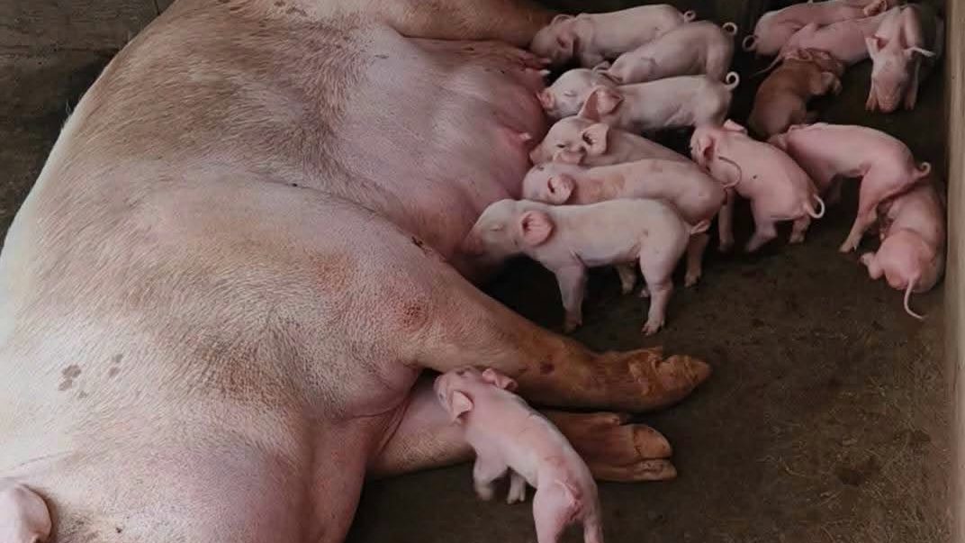 Sow lying on her side nursing a large litter on a concrete floor