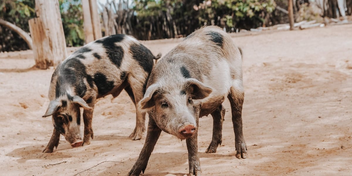 How Many Piglets Does a Native Pig Usually Have?