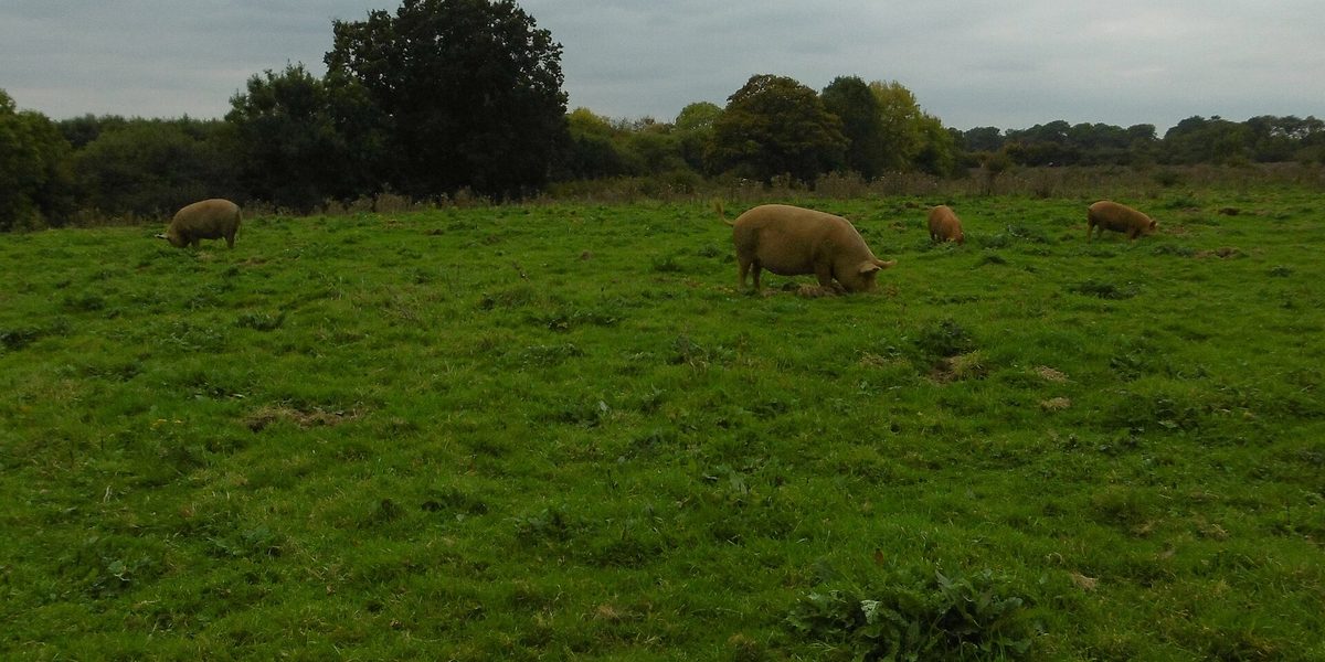 Preventing Pig Diseases Before They Start