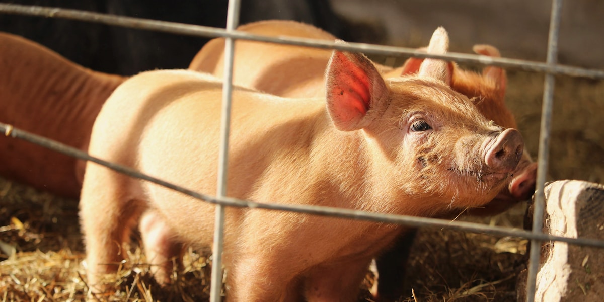 Pig Farming Profit: Real Numbers for 10 Pigs (Philippines)