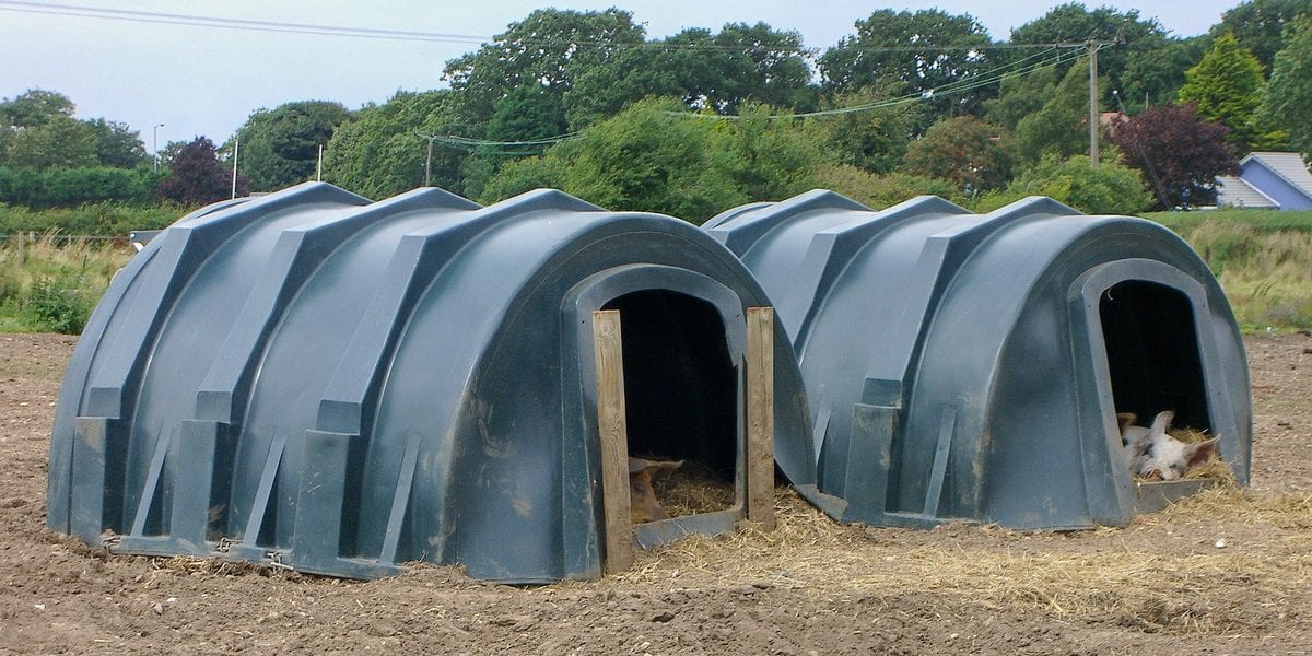 How to Build a Backyard Piggery in the Philippines: Design, Cost, and What Actually Matters