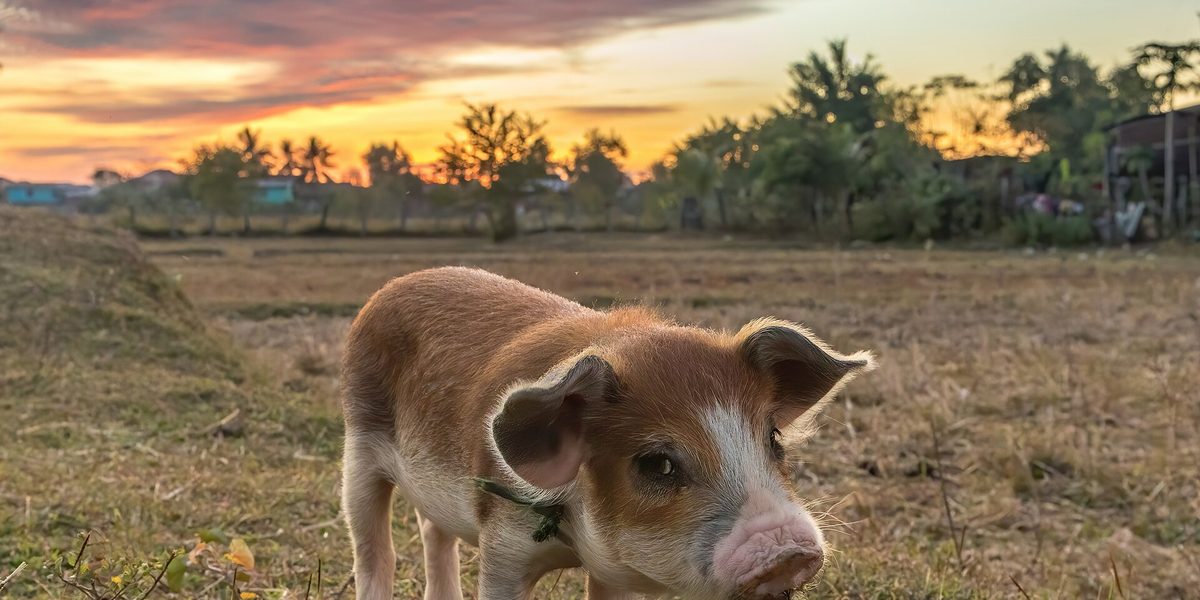 Piglet Inspection Checklist: 12 Field Tests Before You Pay