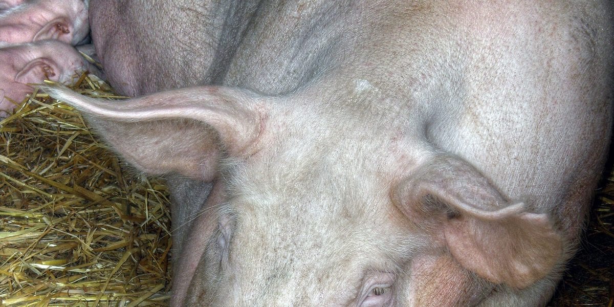 Signs Your Pig Is Sick: What to Watch For