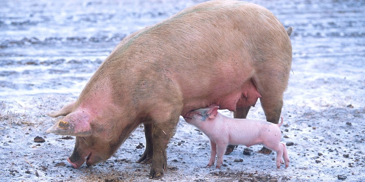 How to Tell If Your Pig Is Pregnant
