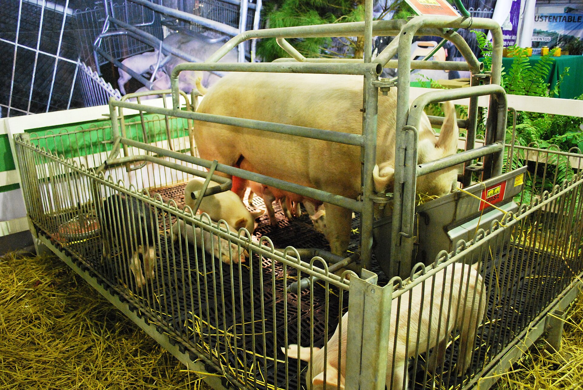 Sow Breeding Calendar: Batch Farrowing for 3 to 10 Sows
