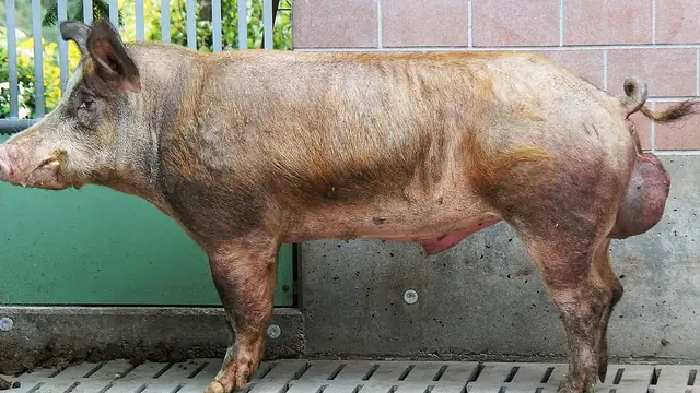 Artificial Insemination for Backyard Pigs: When to Skip the Boar