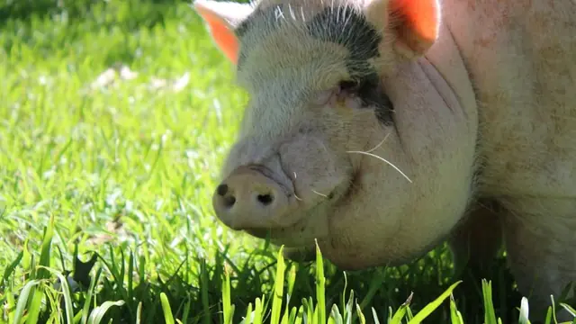 Pig Farming Breakeven Calculator (Free Tool)