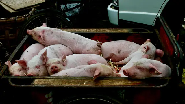 Pagpatambok sa Baboy: How to Fatten a Pig Fast