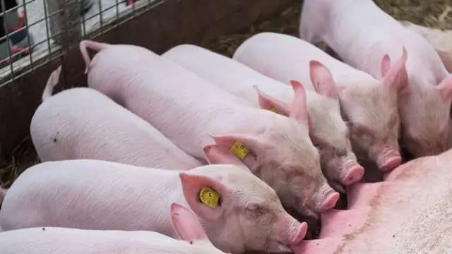 Pila Ka Beses Magpakan sa Baboy? How Often to Feed Pigs