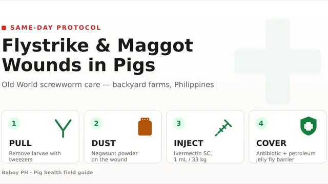 Maggot Wounds In Pigs: How To Clean And Stop The Flies