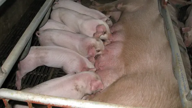 Feeding a Sow: Gestation and Lactation Costs, PH
