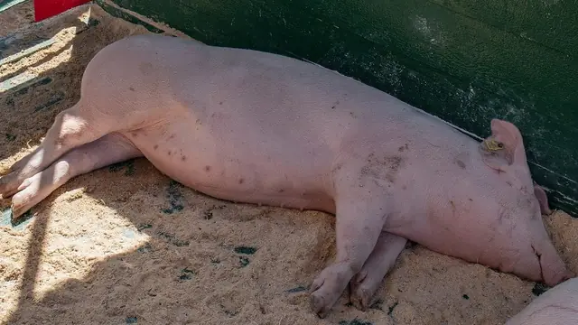 How Long Before a Pig Is Ready to Sell in the Philippines