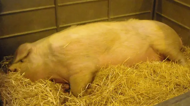 Disease Outbreak on Your Farm: Step-by-Step Response Guide