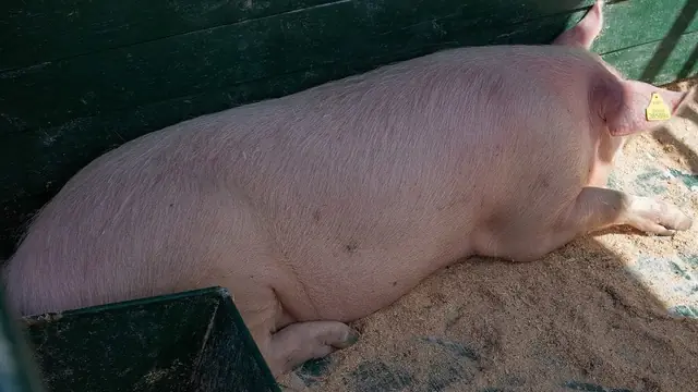 Hybrid (3-Way Cross) vs Purebred Pig: Which to Raise in the Philippines? (2026)