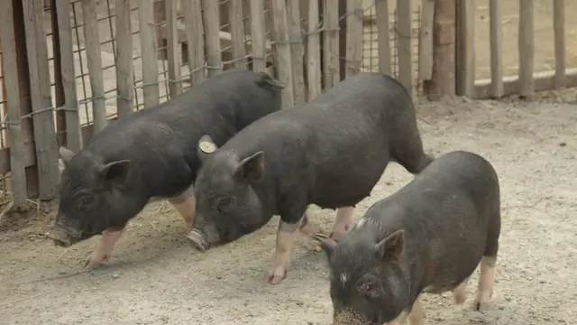Native vs Commercial Pigs: Which System Fits Your Farm?