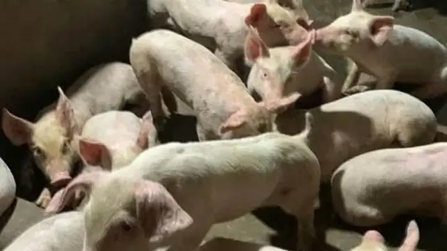 Free Pig Insurance from PCIC: How to Register Your Pigs