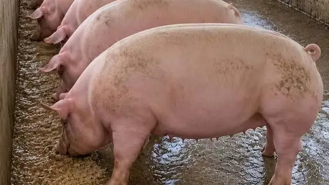 Backyard vs Semi-Commercial Pig Farm: ROI Compared (Philippines, 2026)