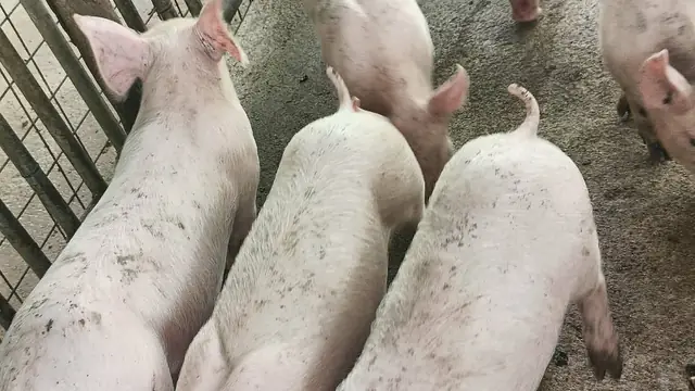 Should I Quit Pig Farming? The Survival Math