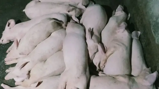 DA SAAD Free Pig Program: How Phase 2 Actually Works (Philippines, 2026)