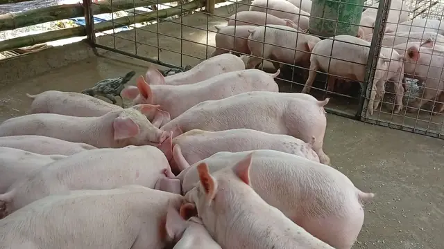 How Much Capital to Start a Piggery From Abroad (2026 Full Budget)